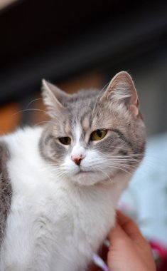 bir teras kenarında oturan kedi 