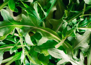 Salatalar için roka yapraklarının makro fotoğrafçılığı. Sağlıklı beslenme ve sağlıklı malzemeler kavramı