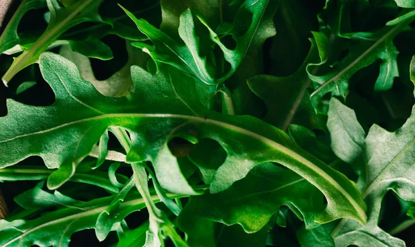 Makroaufnahmen Verschiedener Rucolablätter Für Salate Konzept Einer Gesunden Ernährung Und — Stockfoto