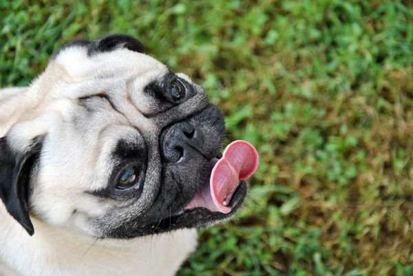 Pug köpek l — Stok fotoğraf