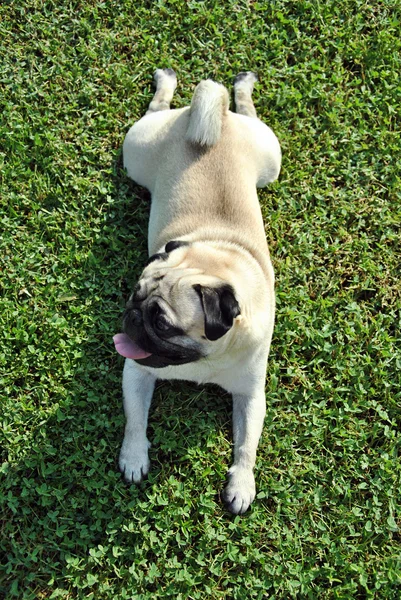 Pug köpek — Stok fotoğraf