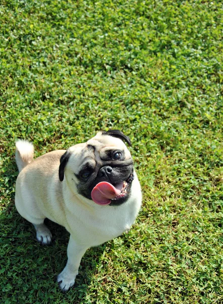 Pug köpek — Stok fotoğraf