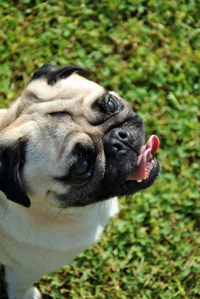 Pug köpek — Stok fotoğraf