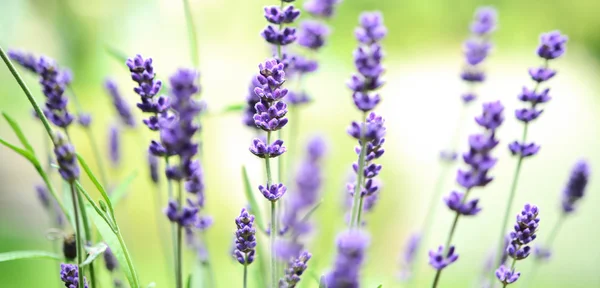 Lavendel Rechtenvrije Stockfoto's