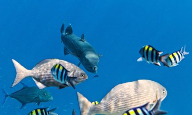 Barracuda avcılık
