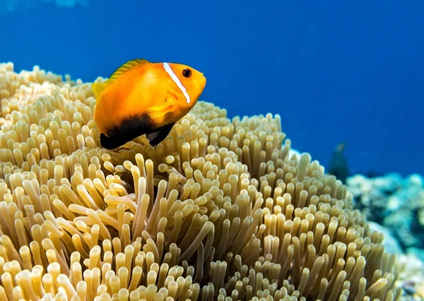 Pequeno peixe em um oceano — Fotografia de Stock