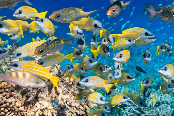 School of fish — Stock Photo, Image