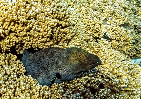 Moray anguila está en el arrecife de coral — Foto de Stock