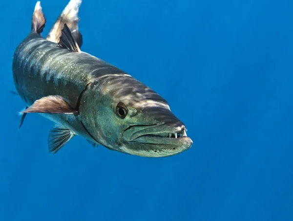 Barracuda Hint Okyanusu