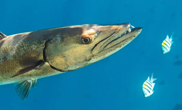 Gran Barracuda en el océano — Foto de Stock