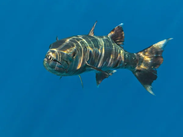 Stor Barracuda i havet — Stockfoto
