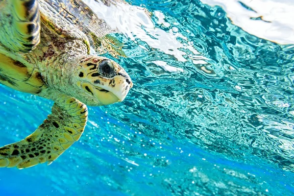 Tartaruga marinha — Fotografia de Stock