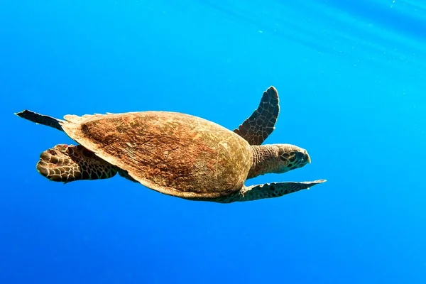 Tartaruga marinha — Fotografia de Stock