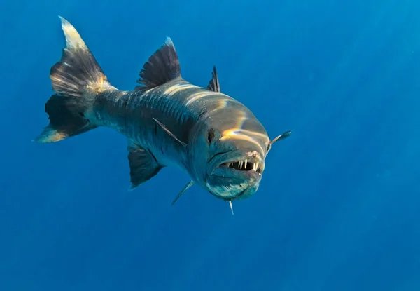 Barracuda in de Indische Oceaan — Stockfoto