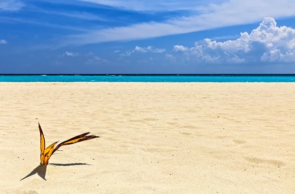 La palmera bebé está en una playa tropical — Foto de Stock