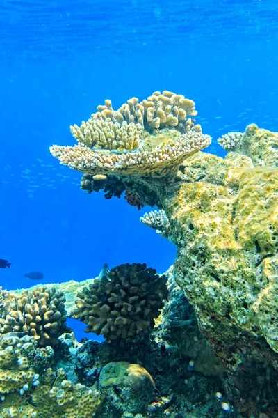 Grande coral e pequenos peixes — Fotografia de Stock