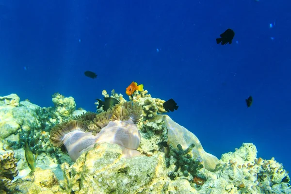 Pequeno peixe em um oceano — Fotografia de Stock