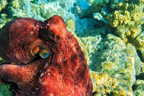 Roter Oktopus liegt auf einem Korallenboden — Stockfoto