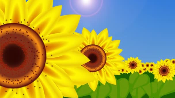 Girasoli che spuntano e ondeggiano nel vento 4K — Video Stock