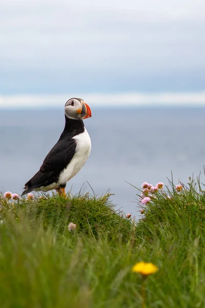 Puffinok a Latrabjarg sziklákon, egy hegyvidék és a legnyugatibb pont Izlandon. Több millió gömbnek, csatornának, guillemotnak és borotvapengének ad otthont. West Fjords, gyönyörű Izland — Stock Fotó