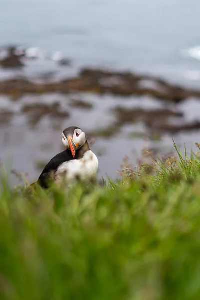 Puffins op de Latrabjarg kliffen, een voorgebergte en het meest westelijke punt in IJsland. Hier wonen miljoenen papegaaiduikers, gannetten, zeekoeten en scheermessen. West Fjorden, Prachtig IJsland — Stockfoto