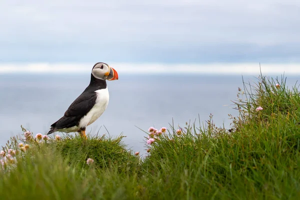 Puffins op de Latrabjarg kliffen, een voorgebergte en het meest westelijke punt in IJsland. Hier wonen miljoenen papegaaiduikers, gannetten, zeekoeten en scheermessen. West Fjorden, Prachtig IJsland — Stockfoto