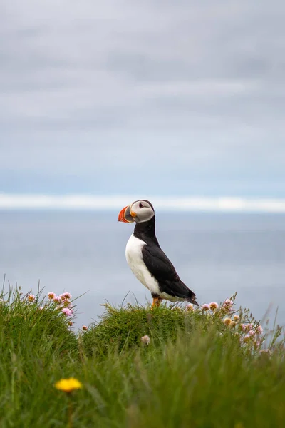 Puffinok a Latrabjarg sziklákon, egy hegyvidék és a legnyugatibb pont Izlandon. Több millió gömbnek, csatornának, guillemotnak és borotvapengének ad otthont. West Fjords, gyönyörű Izland — Stock Fotó