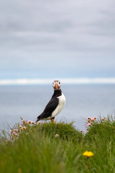 Puffinok a Latrabjarg sziklákon, egy hegyvidék és a legnyugatibb pont Izlandon. Több millió gömbnek, csatornának, guillemotnak és borotvapengének ad otthont. West Fjords, gyönyörű Izland — Stock Fotó