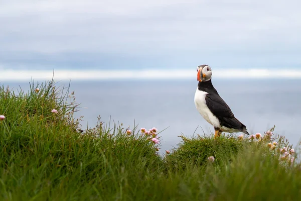 Puffins op de Latrabjarg kliffen, een voorgebergte en het meest westelijke punt in IJsland. Hier wonen miljoenen papegaaiduikers, gannetten, zeekoeten en scheermessen. West Fjorden, Prachtig IJsland — Stockfoto