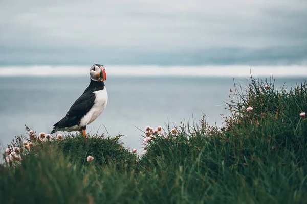 Latrabjarg kayalıklarındaki martılar, İzlanda 'nın en batı noktası. Milyonlarca martıya, sümsük kuşuna, gulyabaniye ve ustura gagasına ev sahipliği yapıyor. Batı fiyortları, Güzel İzlanda — Stok fotoğraf