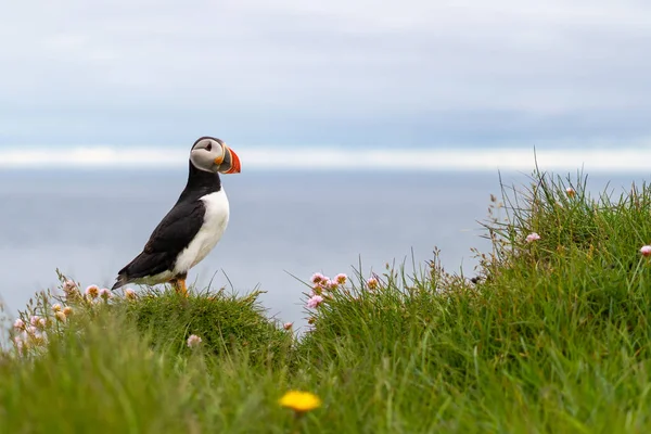 Puffinok a Latrabjarg sziklákon, egy hegyvidék és a legnyugatibb pont Izlandon. Több millió gömbnek, csatornának, guillemotnak és borotvapengének ad otthont. West Fjords, gyönyörű Izland — Stock Fotó