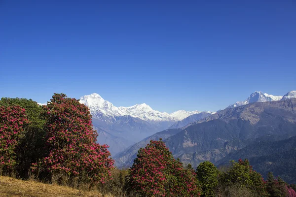 Zakres annapurny w nepalu — Zdjęcie stockowe