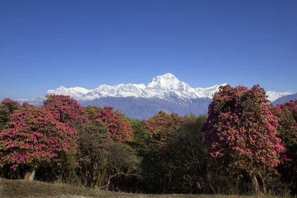 Dhaulagiri mot blå himmel Stockbild