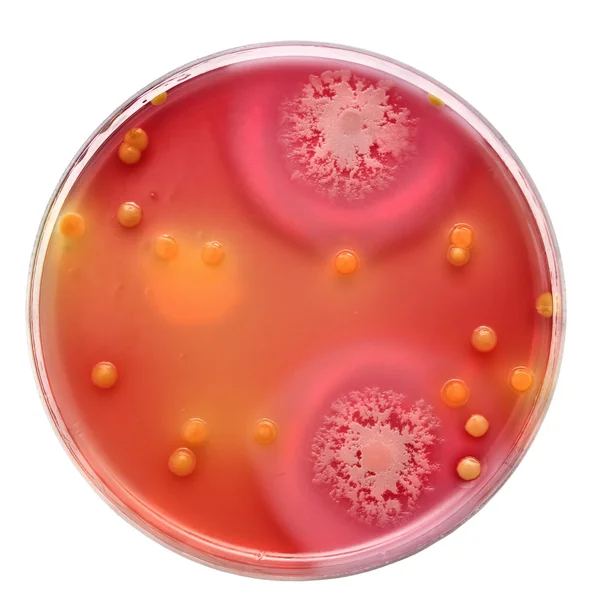 Petri dish with bacteria colonies Royalty Free Stock Photos