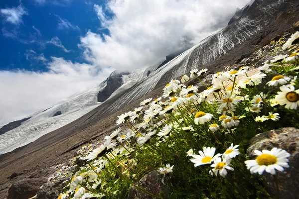 Kamillenblüten — Stockfoto