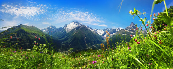 Flowers in Caucasus mountains