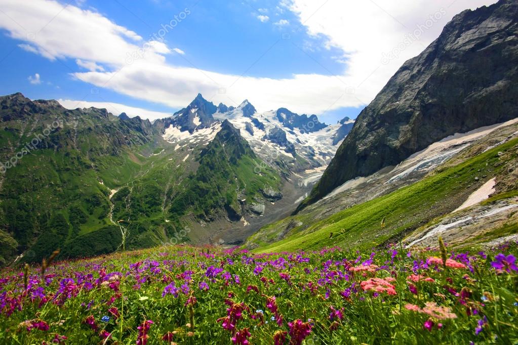 Red Flowers in Caucasus mountains