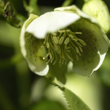 Bir Karaca ot yakın çekim