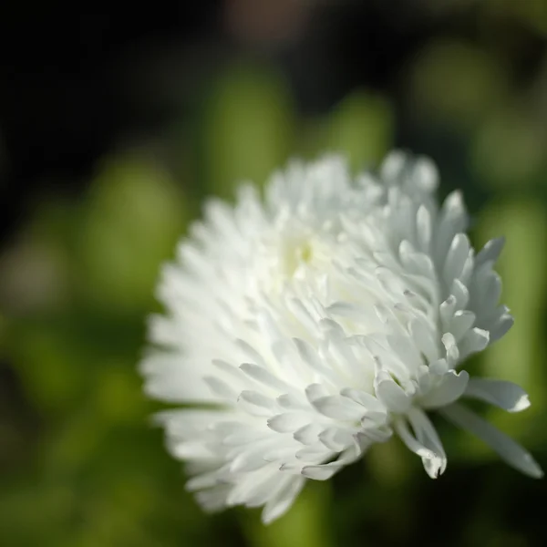 Weiße englische Gänseblümchen — Stockfoto