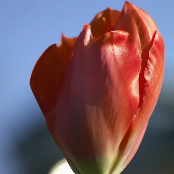 Gesloten rode tulp — Stockfoto