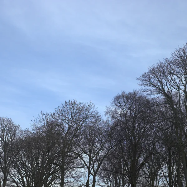 Zimowe drzewa i błękitne niebo — Zdjęcie stockowe
