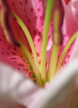 Tropikal çiçek portre