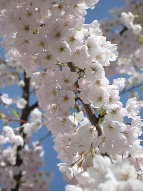 Tam Bloom kiraz ağacı dalı