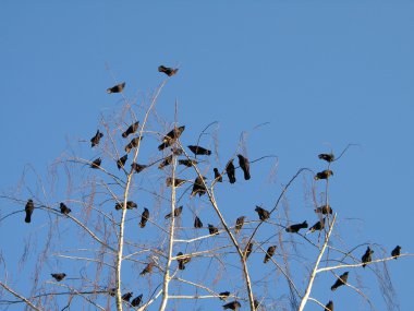 bir ağaçta kargalar