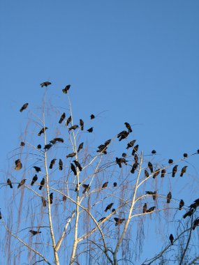 bir ağaçta kargalar