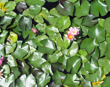 Çiçek açan zambak yastıkları