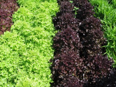 Bahçe marul satırları