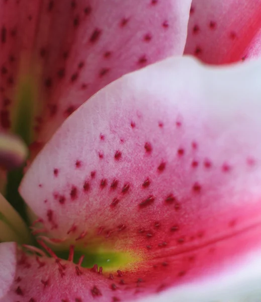 Pink lilies — Stock Photo, Image