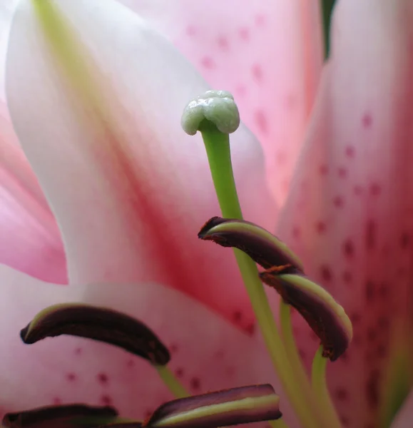 Rosa Lilien — Stockfoto