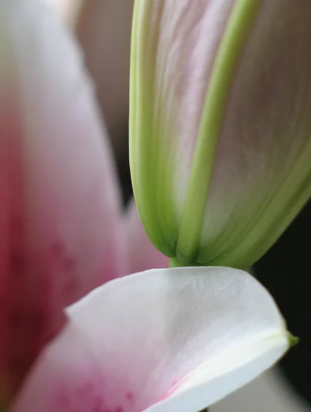 Rosa Lilien — Stockfoto